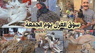 سوق الغزل لبيع وشراء الحيوانات والطيور بالعراق لهذا اليوم الجمعة 2024/9/13