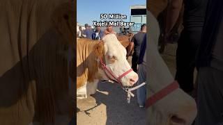 50 Million Xojeli Mal Bazar #мухаммеднукус #cow