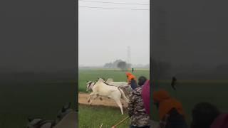 ox race  nagori Bail #ox #video #subscribe #viral #shorts