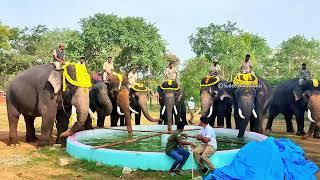 ಮೈಸೂರು ದಸರಾ ಆನೆಗಳ ತಾಲೀಮ್ 2023 Mysuru Dasara Elephant Thalim Jamboo Savaari rehersal Mysore