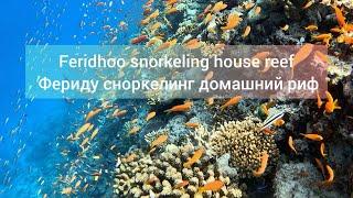 Feridhoo snorkeling house reef Фериду сноркелинг домашний риф