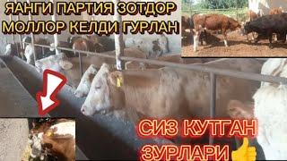 ГУРЛАН ЯНГИ ПАРТИЯ ЗОТДОР МОЛЛАР КЕЛДИ 07.17.2024#tortkol_uz #гурлан_дехкон_бозори #angus #gurlan