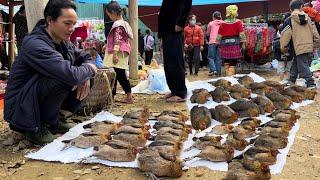 Zon sells Chickens and Boar at the year-end Tet market, vang hoa, king kong amazon