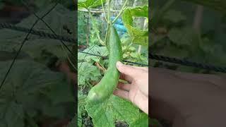 Cucumber : Enjoy rural life, gardening & nature #rurallife #nature #garden