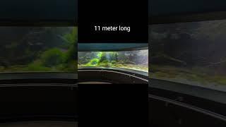 11 meter Biotope Aquarium #shorts