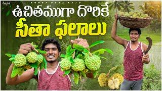 custard apples | శీతా ఫలాలు | మా అడవిలో ఉచితముగా దొరికే ఫలాలు