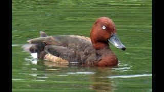 661. Polák malý, Ferruginous Duck, Moorente, Белоглазый нырок, Podgorzałka zwyczajna