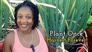 How To Grow An Endless Supply Of Escellion/Scallion In Containers || Plant Once Harvest Forever!