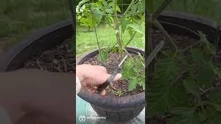 How To Prune Tomatoes: SO EASY!           #gardeningtips #garden #tomato #pruning #country