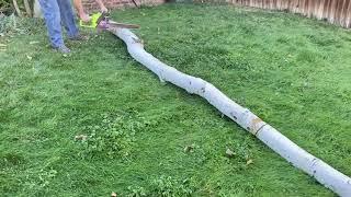 Cutting down a dying aspen tree