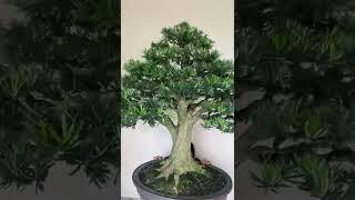 Bonsai Lohansung Juara #Termahal #shorts