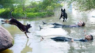 Sacrifice Yourself To Save Master - Let's See How The Smart Dog Saved Ly Thi Hoa From Drowning?