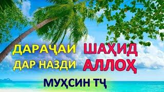 Мухсин тч || Шахид дар назди Аллох. #Мухсин_тч