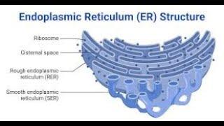 Endoplasmic Reticulum  its types, Structure, and Functions| #class9th #biology| Biology in pashto