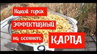 46 км.с.Маяки.Какой горох эффективный на осеннего КАРПА.