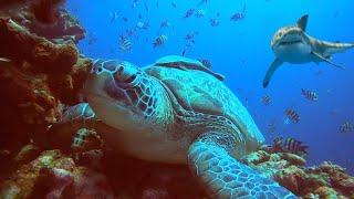 Scuba Diving the Gili Islands, Indonesia (Underwater Footage)