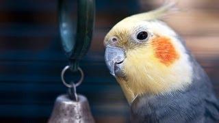 Veterinary Care Your Bird Requires | Pet Bird