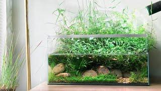 Aquascaping Tutorial - Creating a Pond Tank from Scratch