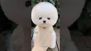 cute puppy lovers,️️️#trending #youtubeshorts #shorts #shortvideo #viral #puppy