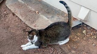 Cat Shocked to Discover Outdoors Exists (Again)