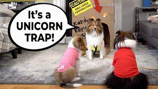 "It's a UNICORN TRAP!" 🪤 a hilarious Biscuit Talky on Cricket "the sheltie" Chronicles e230