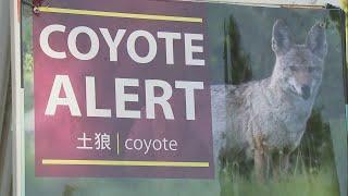 3 coyotes shot, killed after 5-year-old attacked at SF Botanical Garden