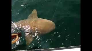 Powerhead Shark Shooting Gulf Mexico In International Waters