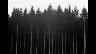 Foresta Vera pt.2
