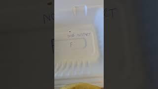 got Nob but no Tart, FAIL