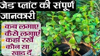 जेड प्लांट को घना करने का सीक्रेट तरीका | Jade Plant | Lucky Plant | Jade Plant Propagation And care