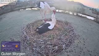 2025 03 06 Storchennest Alfeld, Morgensonne️️️Nistplatz schön lockern und gleich Probesitzen