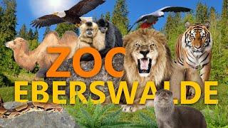 Zoo Eberswalde - Der beste kleine Zoo Deutschlands? | Zoo-Eindruck