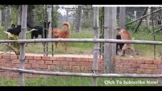 Thai street Dogs meeting Enjoy a season by rural dogs - Village Dogs Meeting