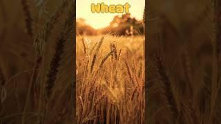 A brief introduction to wheat #youtubeshorts #horts