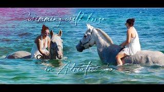 Swimming with horse in Adriatic Sea (Brač Island Croatia) 