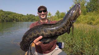 ZERO to HERO!!! MASSIVE Snakehead DESTROYS Frog & Saves the Day!!!