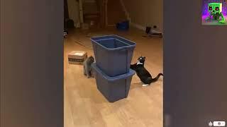 Самые смешные видео про котов  / с озвучкой  Kr1p3ks