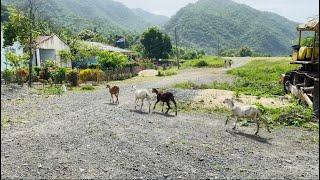 Así sobreviven en los campos de Cuba@RosyTV737