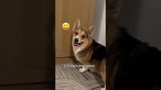 Things corgis are good at