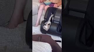 Усатые хвостатые
