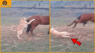15 Deadly Horse Kicks Made The Dog Dizzy | Wild Animal
