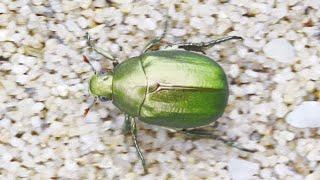 Green Beetle (Mimela Splendens) 녹색 풍뎅이
