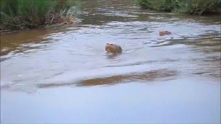 Львица переправляет львят через реку с крокодилами Дикий мир хищников