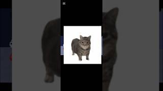 why it is this so funny?#memes #cat #oiiaoiiacat