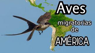 Sorprendentes migraciones de Aves