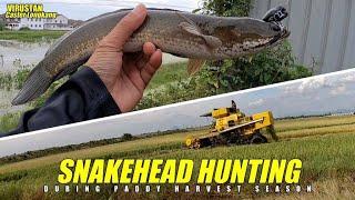 Memikat Haruan/Gabus Bendang Musim Menuai Padi / Snakehead Hunting During Paddy Harvest Season