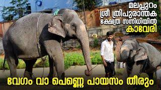 വേഗം വാ പെണ്ണെ പായസം തീരും  I Kaveri At Sree Thripuranthaka Temple, Malappuram #kaveri #elephant