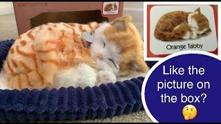Perfect Petzzz, Precious Petzzz Orange Tabby Cat Kitten Unboxing Demonstration & Review