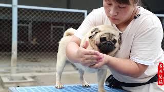 人家小柴犬打针都乖乖的，巴哥你剪个指甲紧张个啥\It's funny,The pug is terrified of cutting his nails