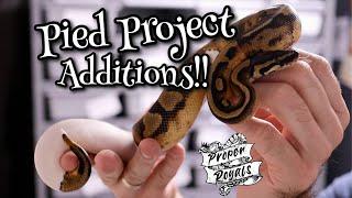Pied Breeding Project Additions - New Females!!